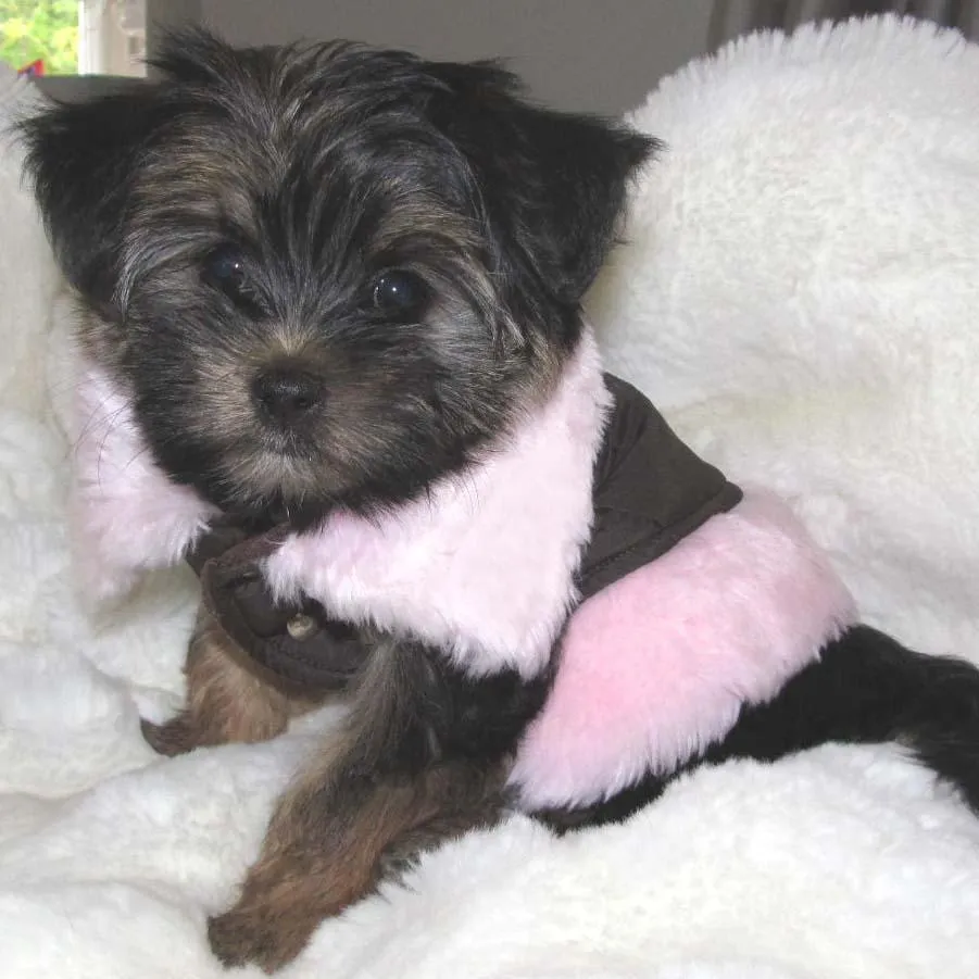 Chocolate Parka/Pink Fur Dog Coat